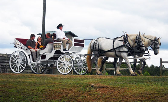 Horse Drawn Carriage Fairfax