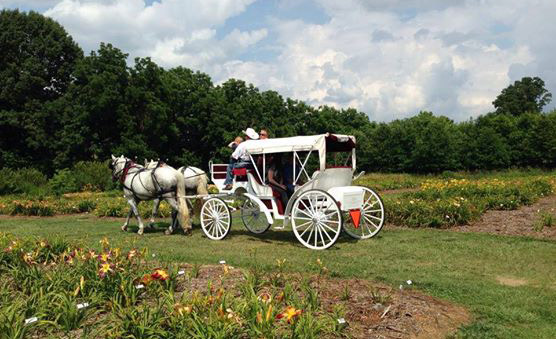 Horse Drawn Carriage Gainesville