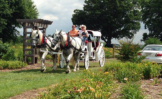 Horse Drawn Carriage Woodbridge