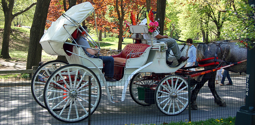 Horse Drawn Carriage Ride in Manassas Virginia